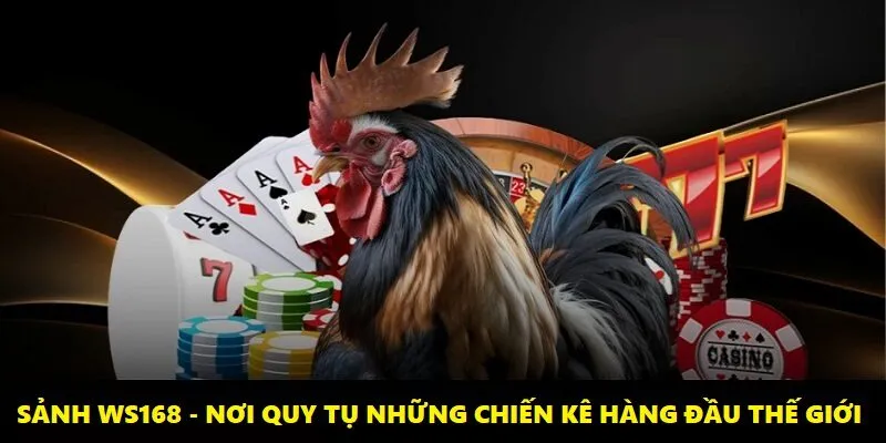 Sảnh cược WS168 chính là nơi quy tụ hàng ngàn chiến kê nổi tiếng thế giới