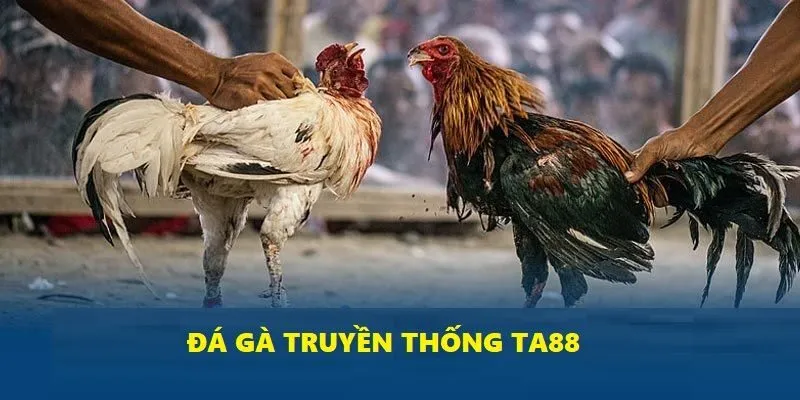 Người chơi yêu thích chiến thuật thường chọn đá gà truyền thống tại Ta88